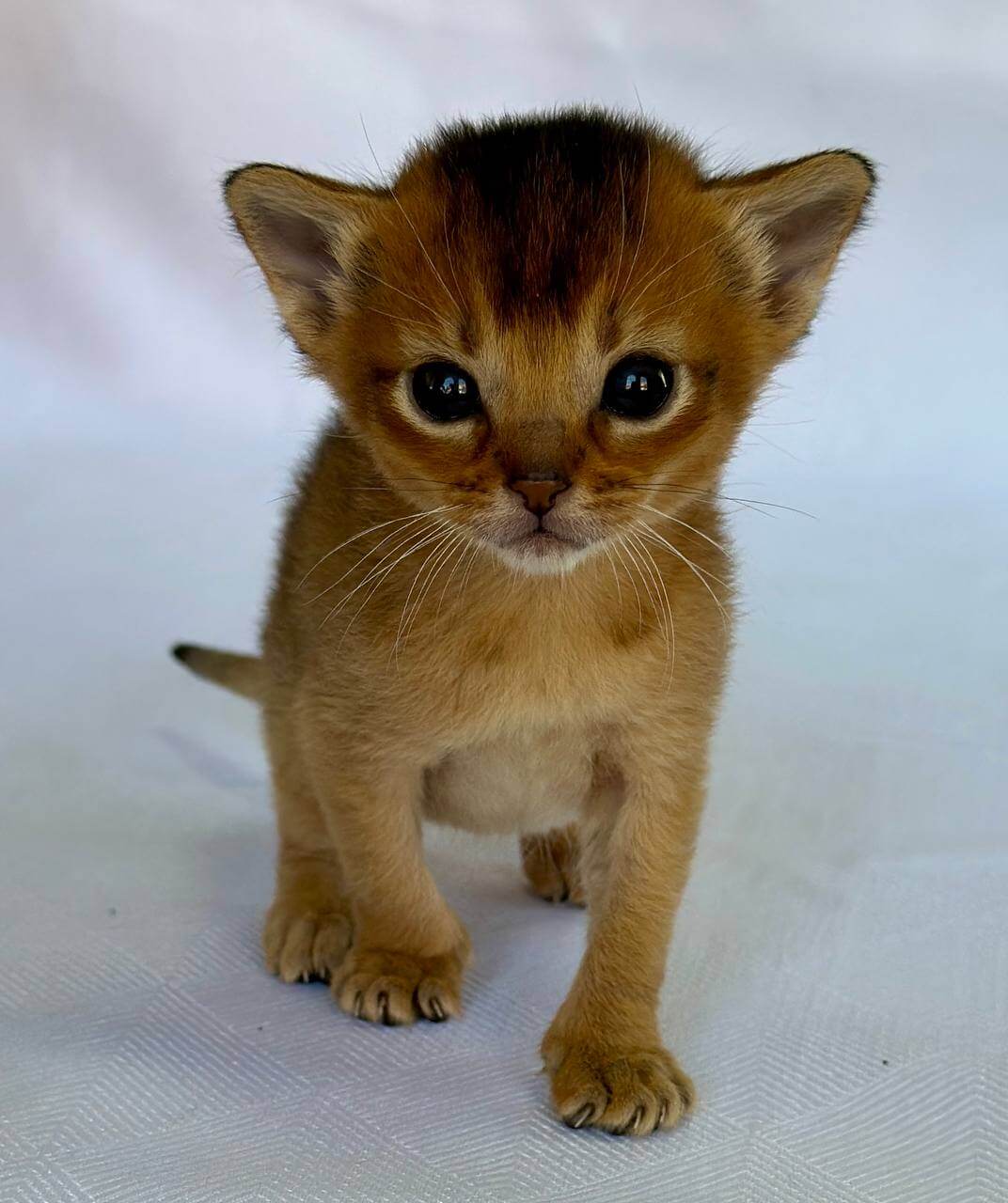 Alisa Abyssinian female, ruddy
