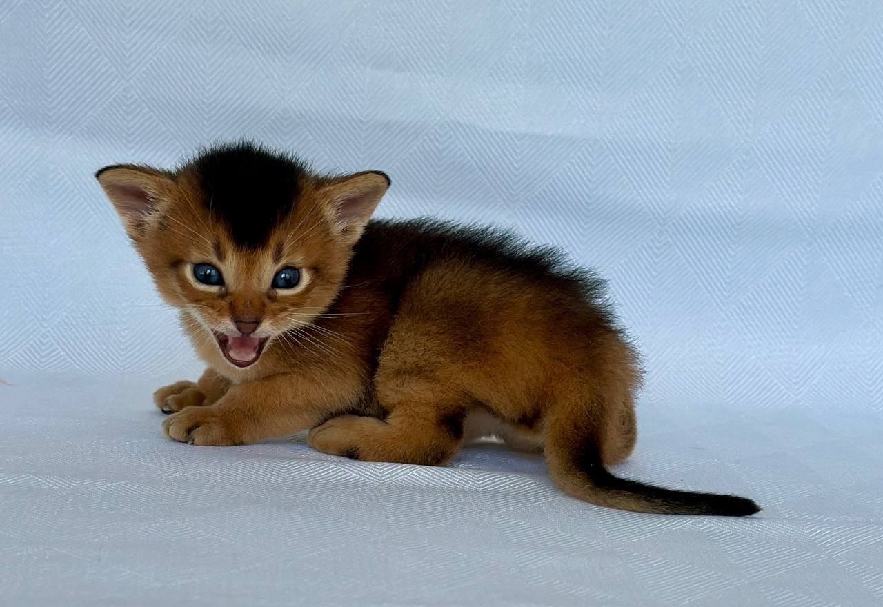 Zevs Abyssinian male, ruddy