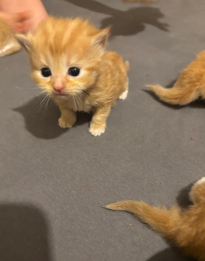 6 beautiful Birman cross kittens