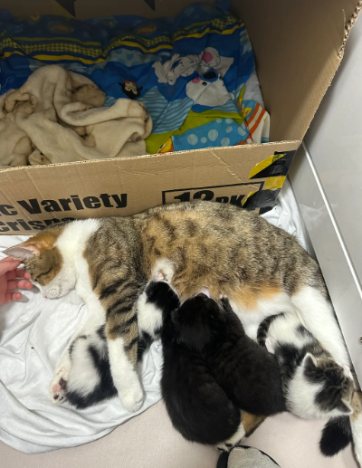 Kittens for sale