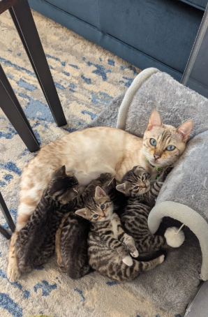 Super Playful Fun Bengal Kittens