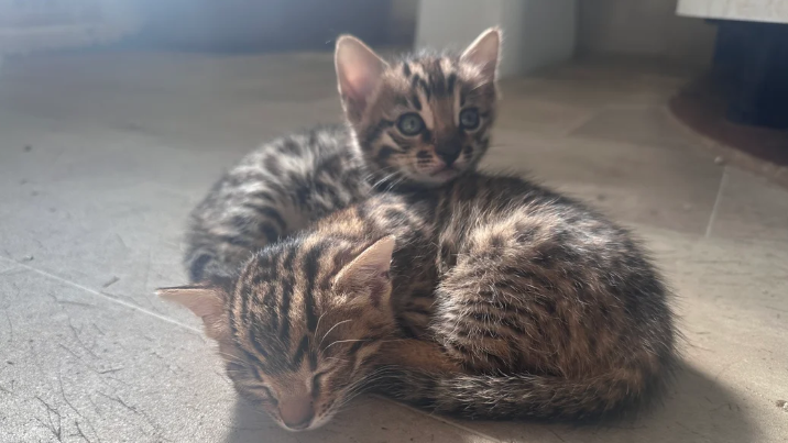 Specialist 3G early generation bengal boys
