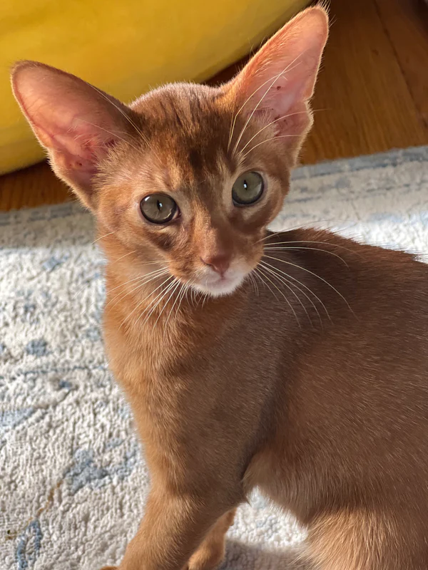 Amigo Abyssinian male, sorrel