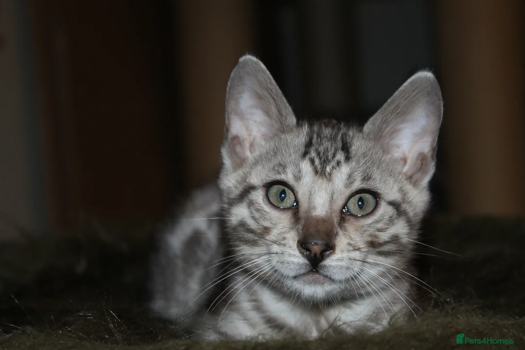 TICA Bengal Kittens for Sale