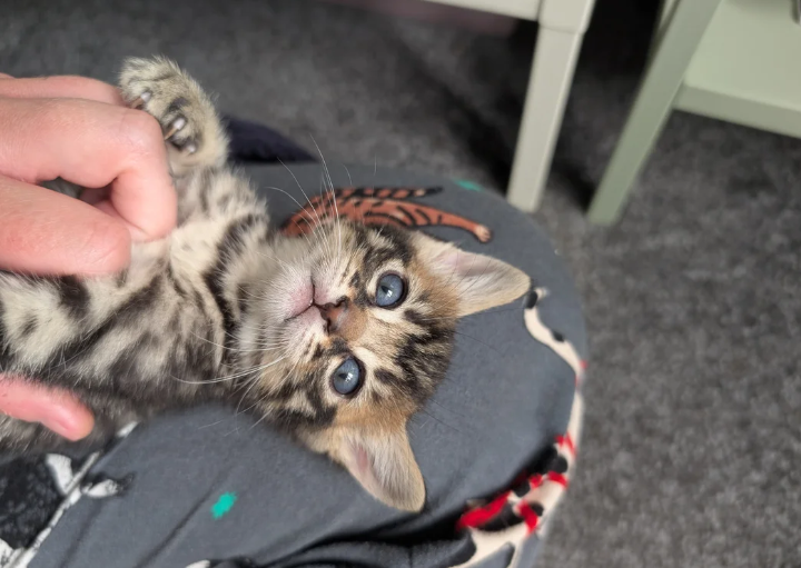 Beautiful Savannah x Bengal kittens very friendly