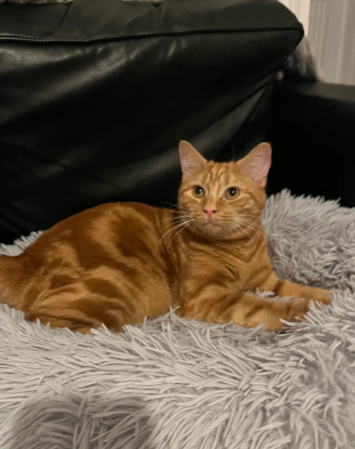 Ginger girl cats for rehoming