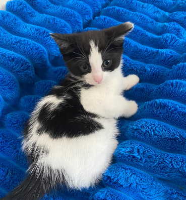 Beautiful 8 Week Old Kitten