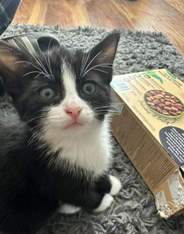 Tuxedo kittens