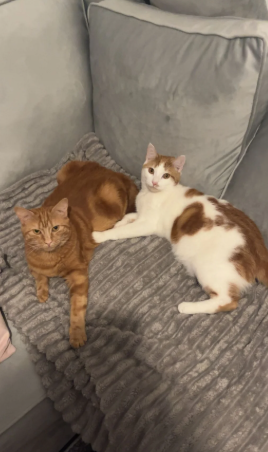 Two Lovely Cats For Rehoming