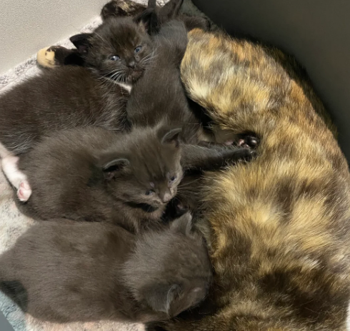 4 healthy kittens