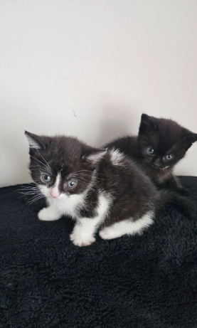 2 lovely,playful and friendly kittens