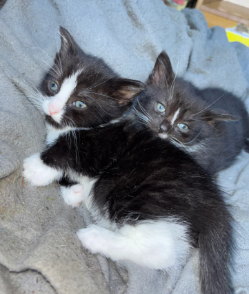 beautiful kittens for sale