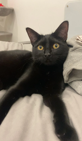 2 black rescue kittens