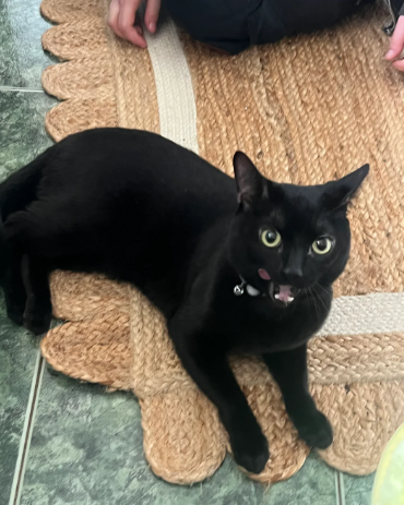 Male black cat