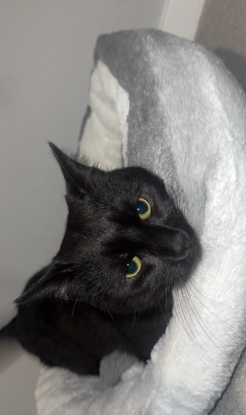 Bombay cat for sale