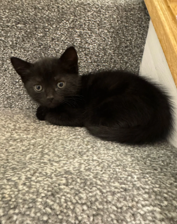 Kittens for sale