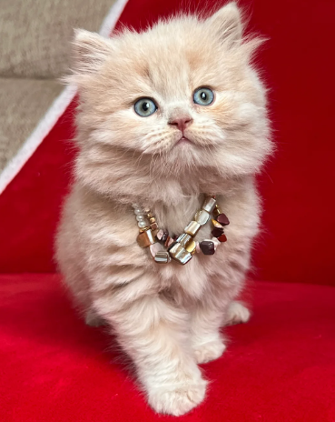 Cream Colour 😻 Male