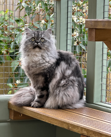 Registered pedigree female British Longhair