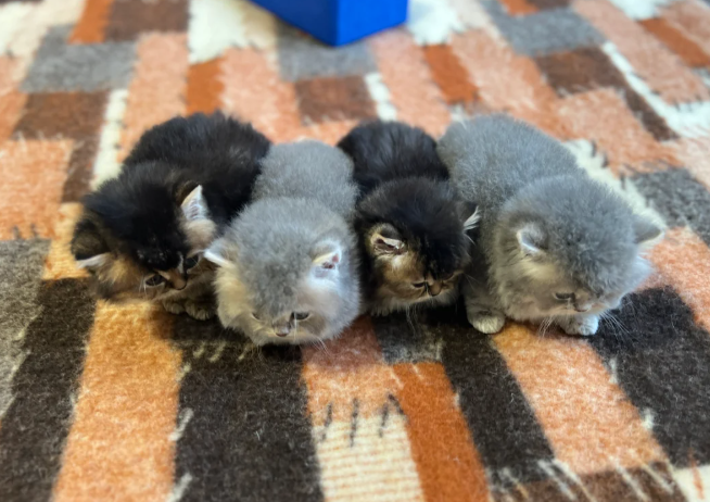 TICA British Long Hair Kittens