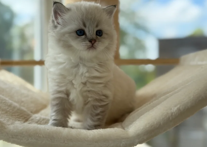 3/4 British Longhair kittens