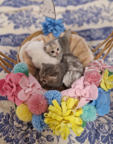 Pedigree Highland/ BLH and BSH. WhitePinkCreamBlue