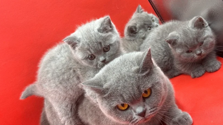 Our kittens are strictly indoor-only, receiving the highest care and attention. Before they embark on their new journey, they undergo thorough health checks by our trusted vet, including at least two health tests, full vaccinations, worming, flea treatment, and microchipping in accordance with the latest laws. They are also litter trained and accustomed to scratch posts. We believe in responsible, thoughtful kitten placement. Our kittens are only released after 13 weeks of age, giving them ample time to develop their unique personalities. Each comes with complimentary pet insurance for up to 5 weeks, a food pack, an owner's pack with a 5-generation pedigree certificate, and all relevant registration paperwork. We are always here for you, offering ongoing support and advice, and provide an in-depth care sheet to help you prepare for your new feline companion. Many of our families stay in touch, sharing wonderful feedback that we are always eager to pass along.