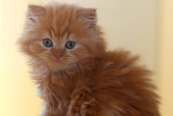 Rare Red Females TICA Registered