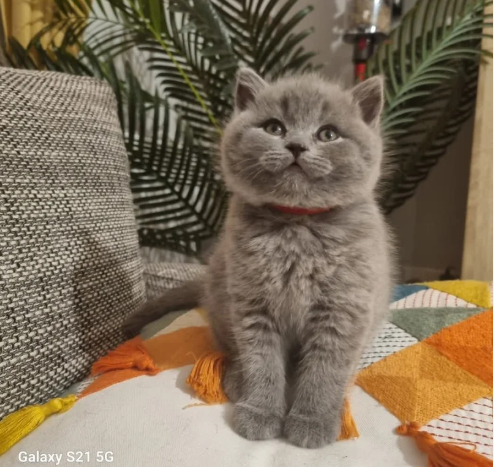 Beautyful British blue kittens