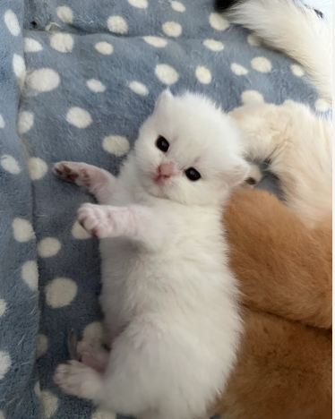 GCCF reg BLH Black Golden Himalayan Female Kitten