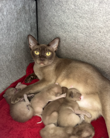 Pure Pedigree Burmese Kittens