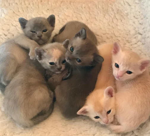 Adorable Pedigree Burmese boys, blue & cream