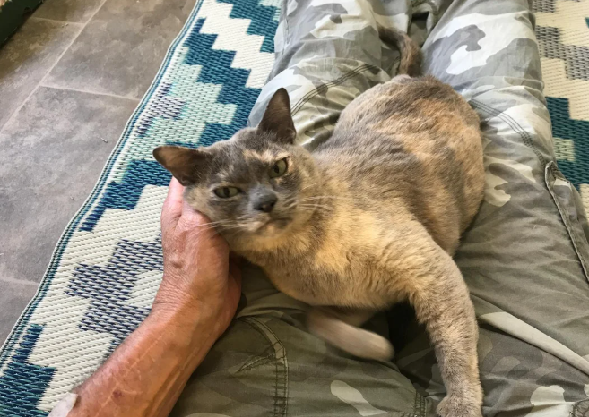 Friendly Pedigree Blue Tortie Burmese lady.