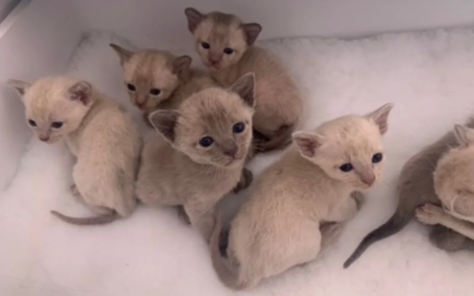 Exceptional & Extensively Health Tested Burmese