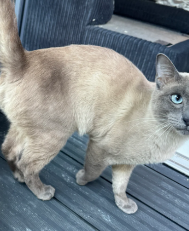 Grey Blue Eyes Burmese Boy For Sale