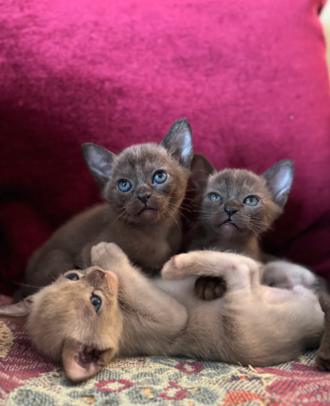 Burmese kittens, six GCCF registered