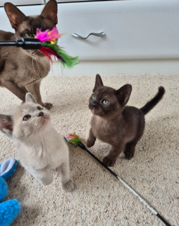 Adorable Pedigree Burmese Kittens