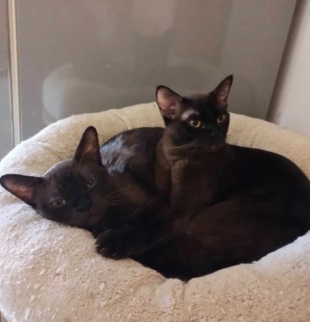 Beautiful Brown Burmese Female