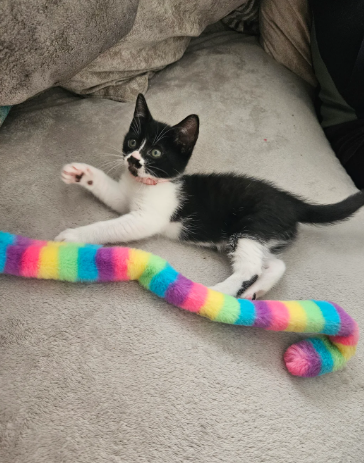 Burmese x kittens