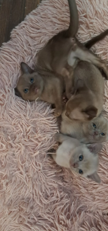 Beautiful Burmese kittens