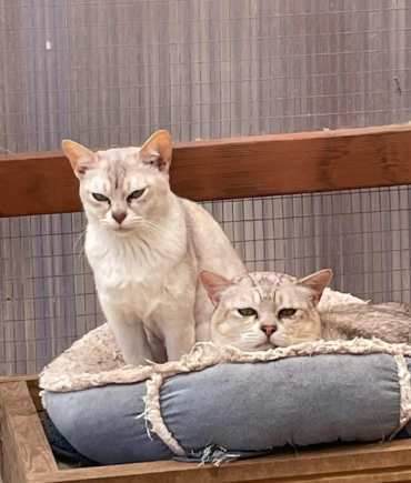 A Beautiful Pair of Asian adult Retirees