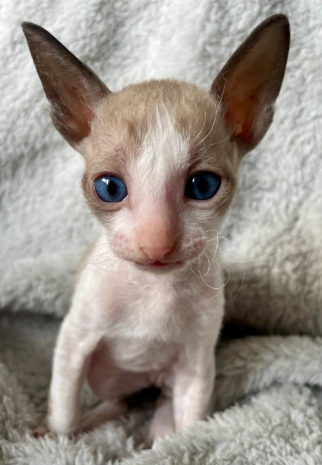 Male Cornish Rex ready May