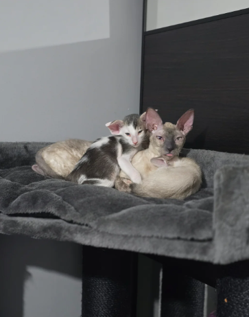Beautiful cornish rex