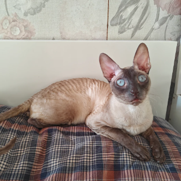 Cornish Rex adult boy for sale
