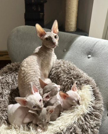 One Sweet Cornish-Rex kitten ready for new home.
