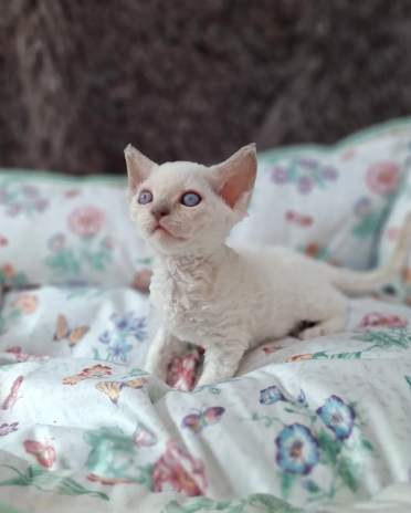 Lilac point boy-available FIFE registered