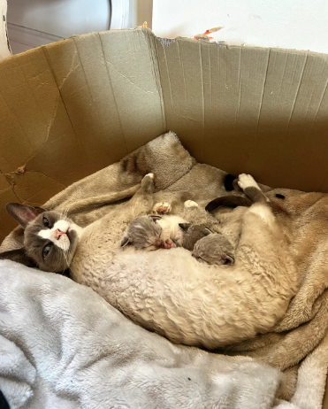 Devon Rex kittens - grey blue coats