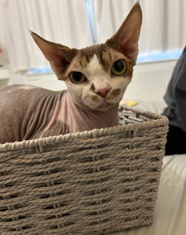 Devon rex male cat