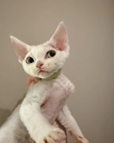 Devon Rex Boy ready to rehoming