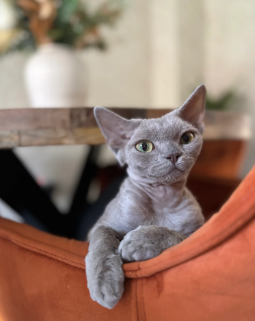 Lilac Devon Rex kittens