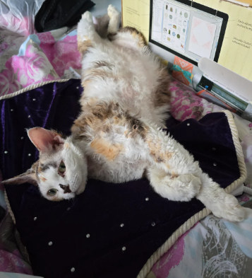 Devon Rex Adults
